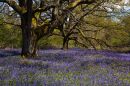 Oak Trees and Bluebells Ashmore