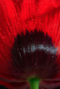 Opium Poppy