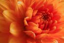 Orange Dhalia
