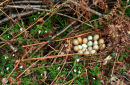 Pheasant's Nest