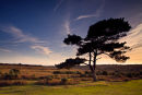 Pine Silhouette Mogshade Hill