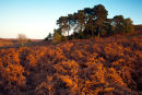 Pine Trees and Bracken Cunninger Bottom