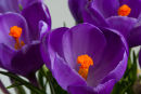 Purple Crocus