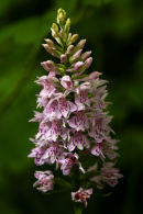 Purple Orchid