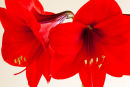 Red Amarylis Flower
