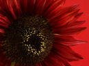 Red Sunflower