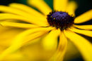 Rudbeckia