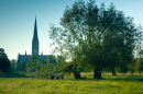 Salisbury Cathedral and Willow Tree