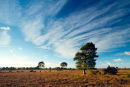 Scots Pine Red Shoot Plain