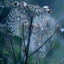 Seedhead and Spiderweb