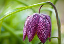 Snakeshead Fritillary