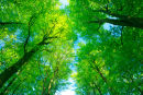 Spring Beech Canopy