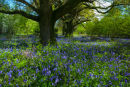Spring in Ashmore Woods