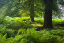 Summer woodland Brately