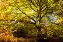 Sun drenched beechtree