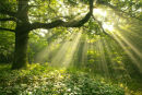 Sunlight Shafts