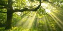 Sunlight Shafts