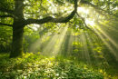 Sunlight Shafts
