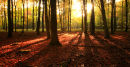 Sunlit Autumn Woodland