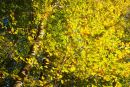Sunlit Beechtrees Autumn