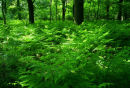 Sunlit Bracken