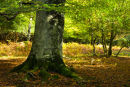 Sunlit glade Ocknell Enclosure