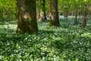 Sunlit woodland with Wild Garlic
