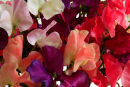 Sweet Peas