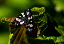 Tiger Moth
