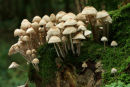 Toadstools on Tree Stump