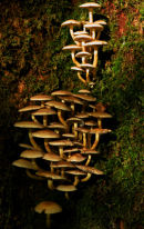 Toadstools in Sunlight