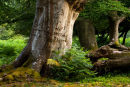 Tree with Initials Bratley