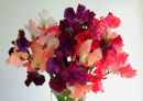 Vase of Sweet Peas