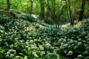 Wild Garlic Wood