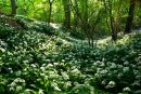 Wild Garlic Wood