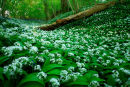 Wild Garlic and Fallen Tree Trunk