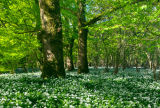2011 Woodland Trust Calendar