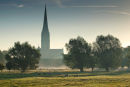 Willows and Spire early morning