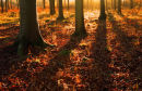 Winter sunshine