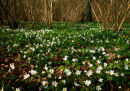 Wood Anemones and Hazel