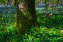 Woodland in Spring
