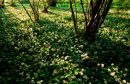 Woodland with Alliums in Evening Light