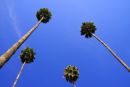 Sevilla Palms