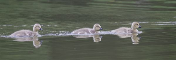 goslings on the lake