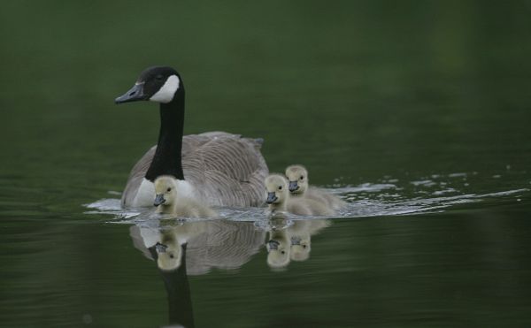 canada goose and famliy
