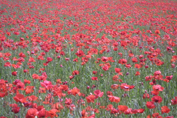 poppy field