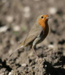 robin