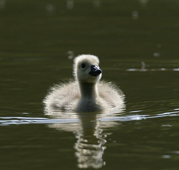 gosling on the lake
