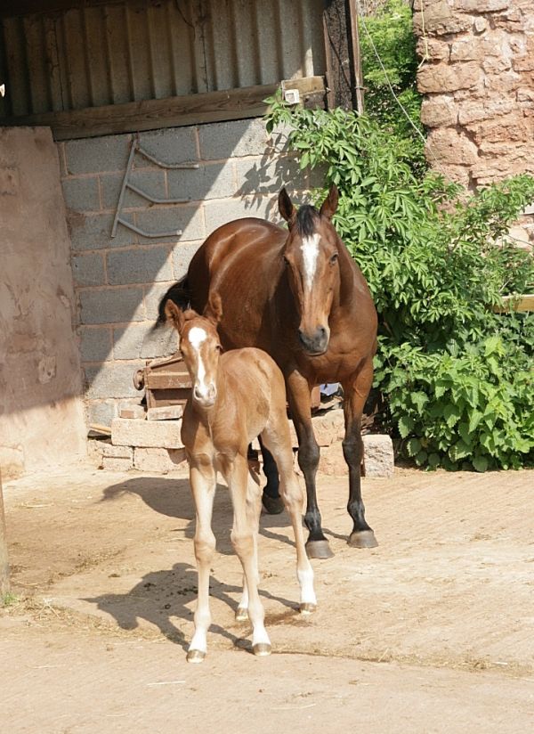 proud mum with foal