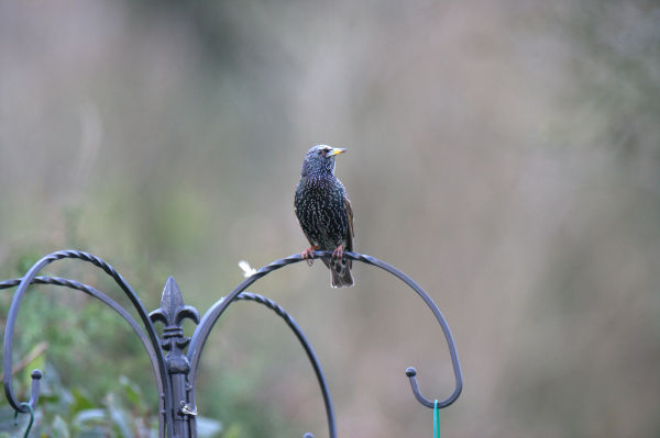 starling